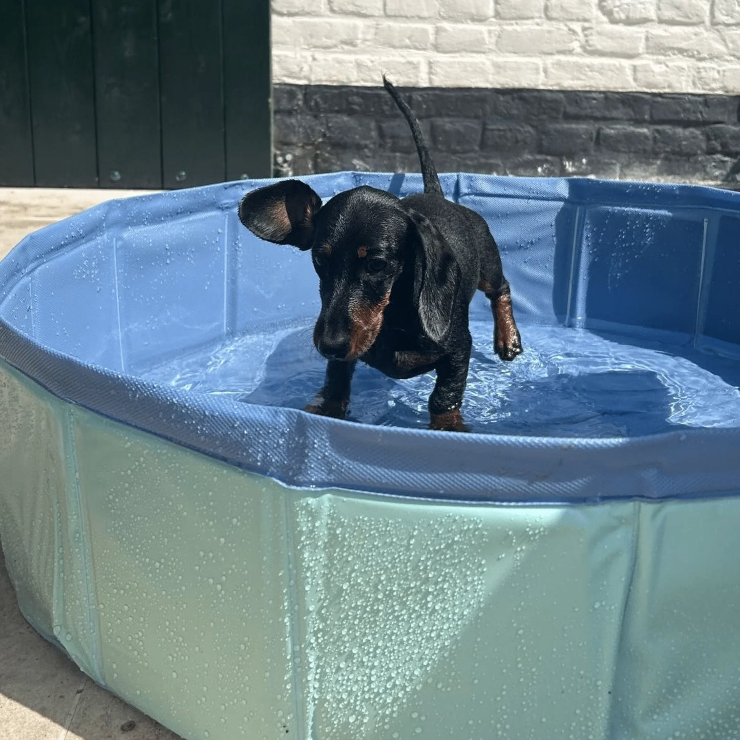 Piscina para perros Ø 80 cm Swim Essentials - Verde
